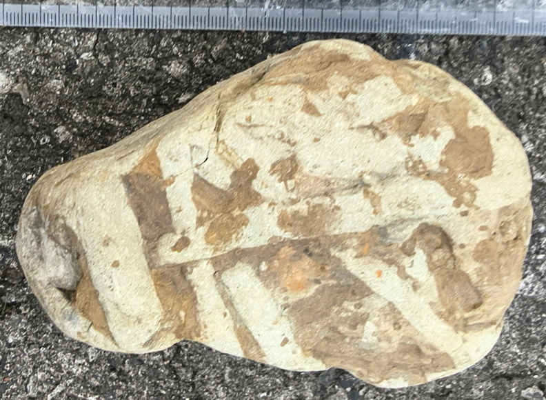 Ichnofossils 