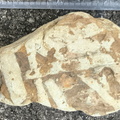 Ichnofossils 