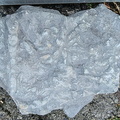 Ichnofossils 