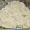 Ichnofossils 