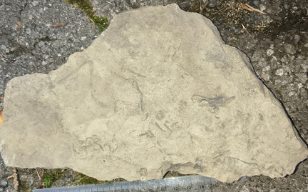Ichnofossils 