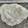 Ichnofossils 