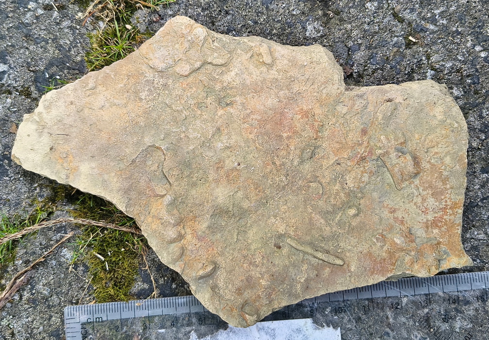 Ichnofossils 