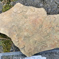 Ichnofossils 