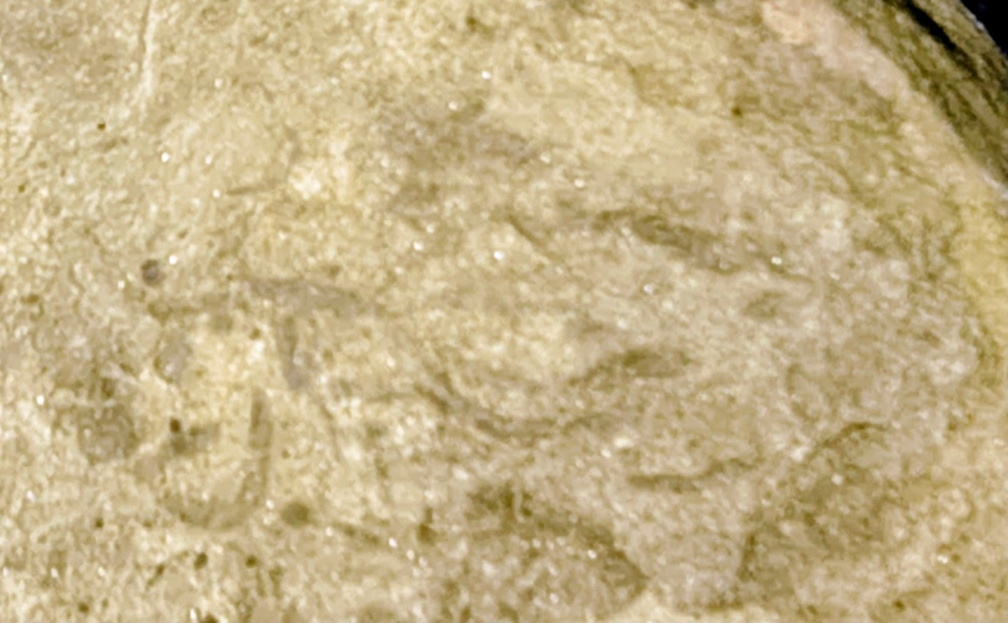 Ichnofossils 