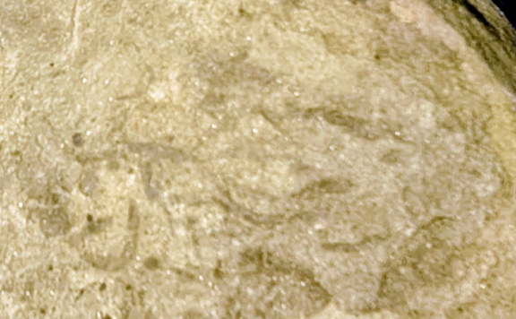 Ichnofossils 