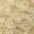 Ichnofossils 
