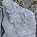 Ichnofossils 