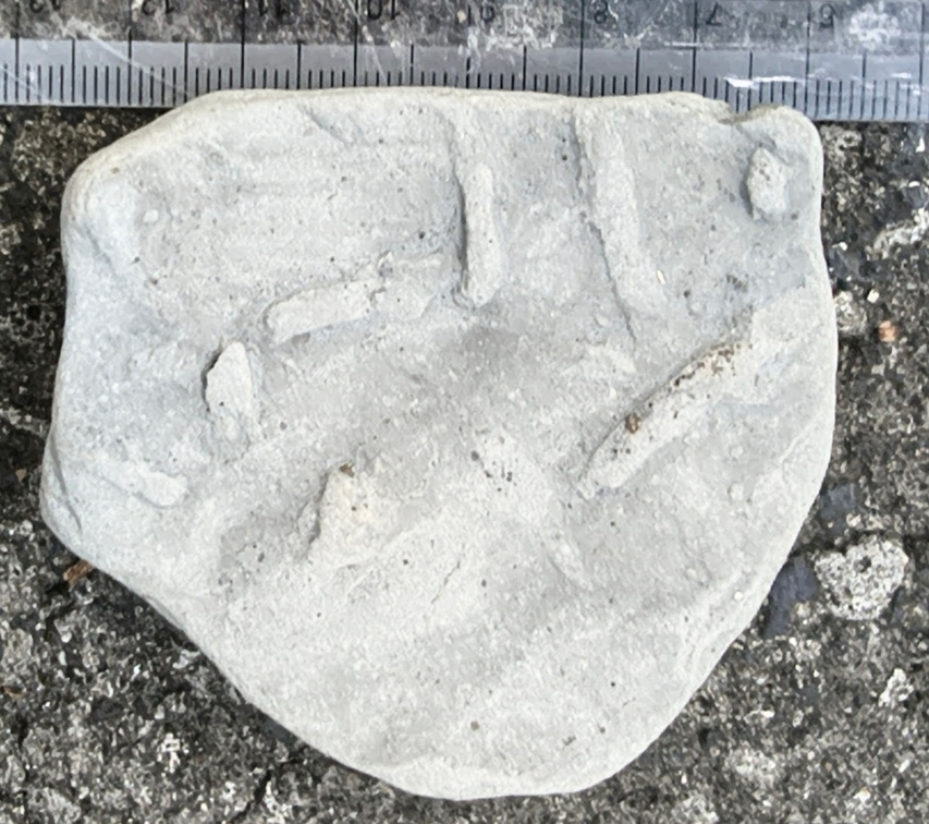 Ichnofossils 