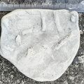 Ichnofossils 