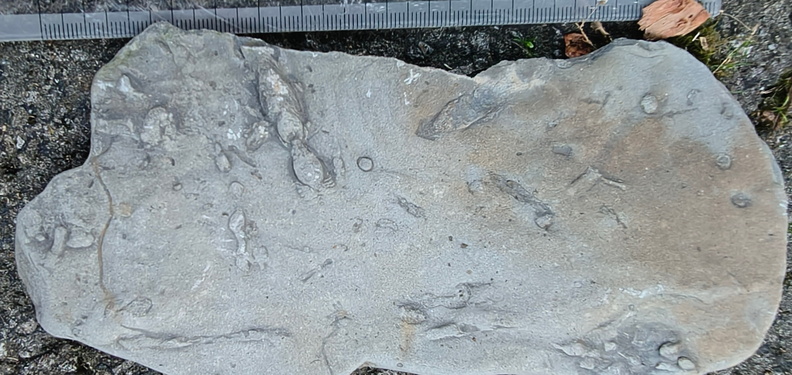Ichnofossils 