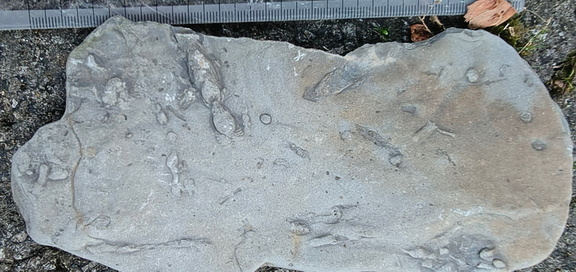 Ichnofossils 