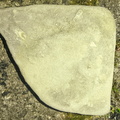 Ichnofossils 