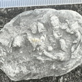 Ichnofossils 