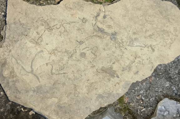 Ichnofossils 