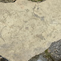 Ichnofossils 