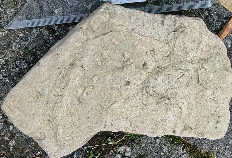 Ichnofossils 