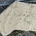 Ichnofossils 