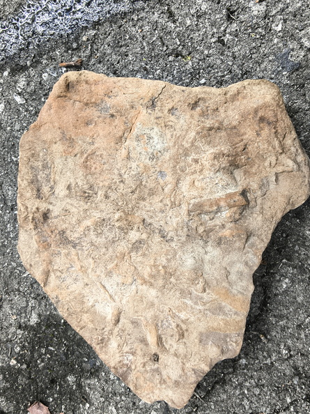 Ichnofossils