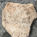 Ichnofossils