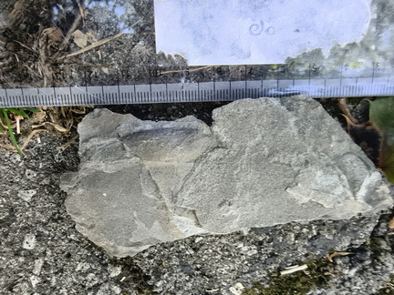 Ichnofossils