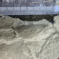 Ichnofossils