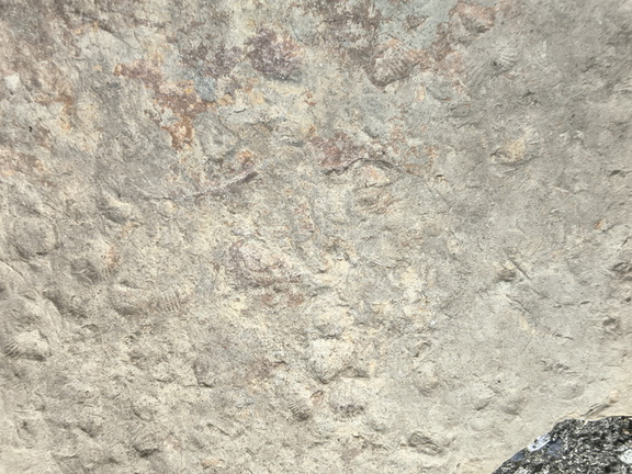 Brachiopods