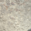 Brachiopods