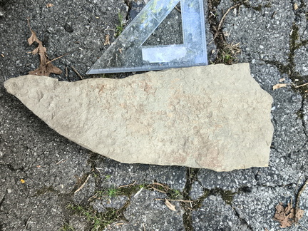 Brachiopods