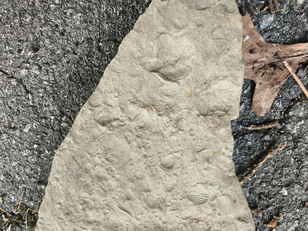Brachiopods