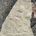 Brachiopods