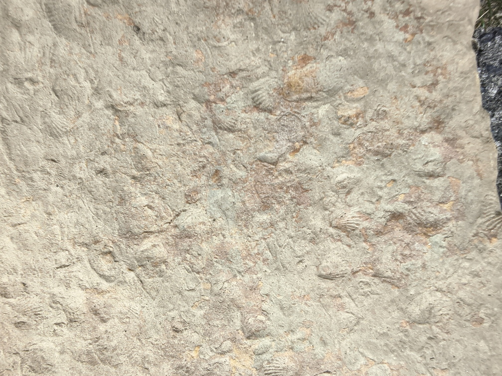 Brachiopods
