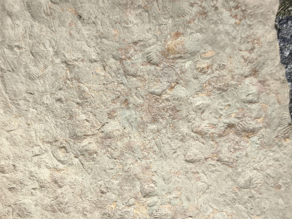 Brachiopods