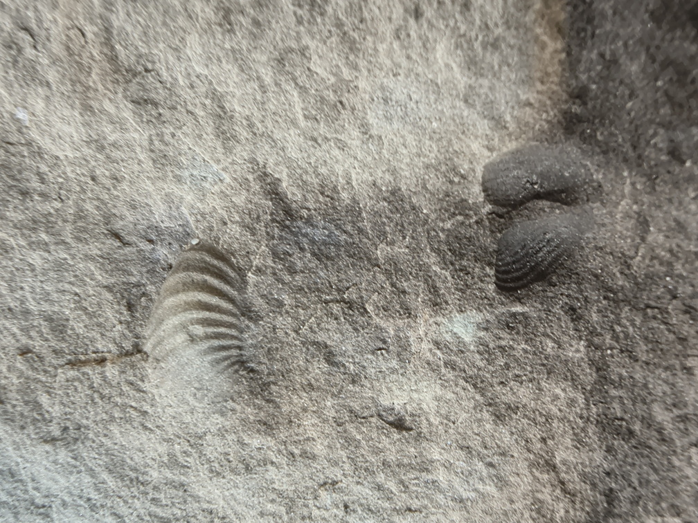 Brachiopods