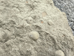 Brachiopods