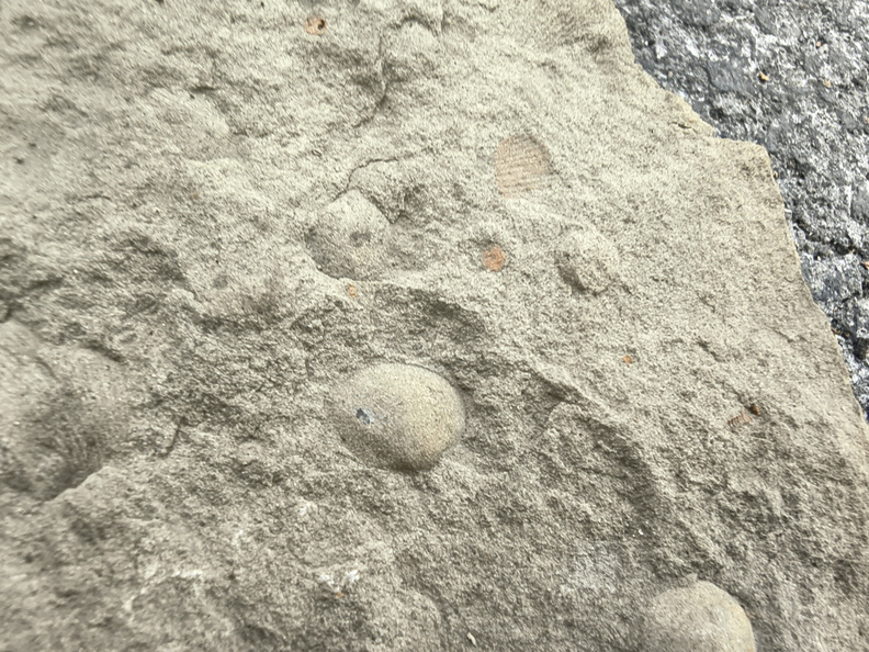 Brachiopods