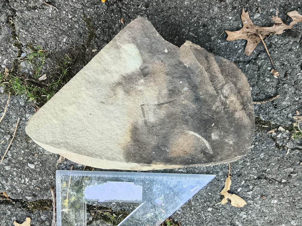 Brachiopods