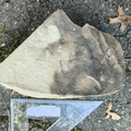 Brachiopods