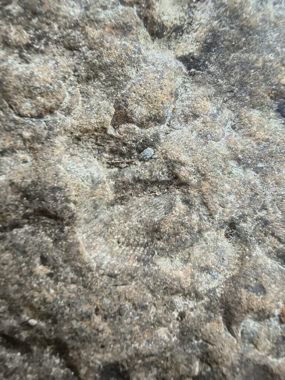Brachiopods