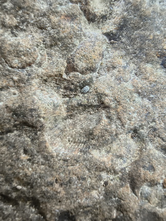 Brachiopods