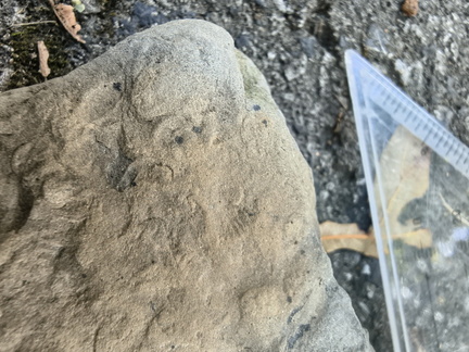 Brachiopods