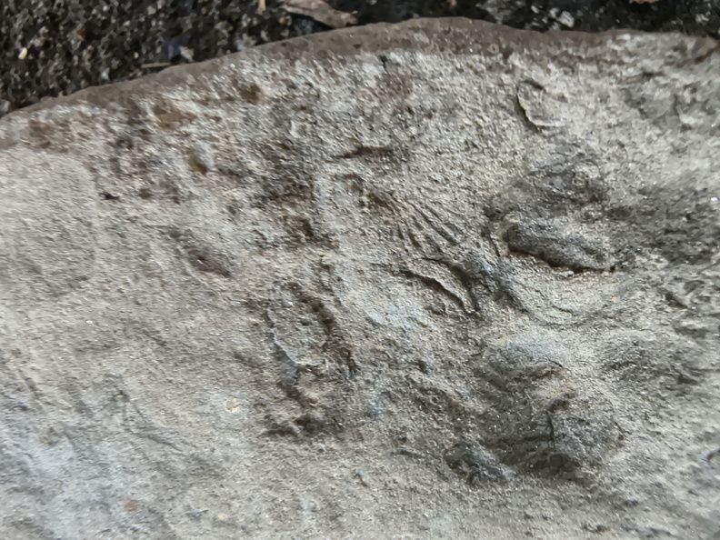 Brachiopods