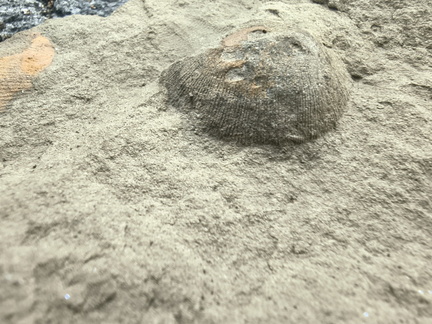 Brachiopods