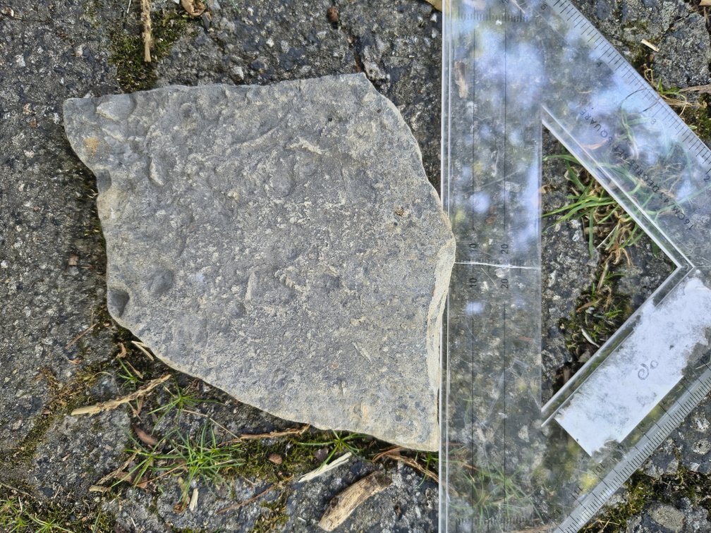 Brachiopods