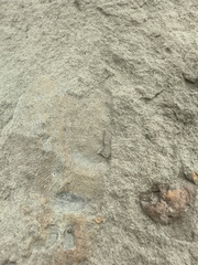 Brachiopods