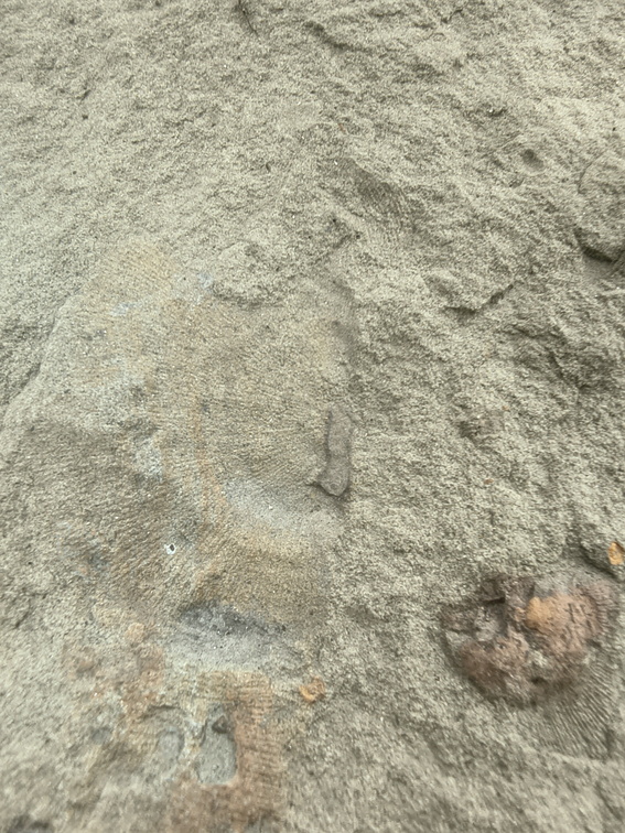 Brachiopods