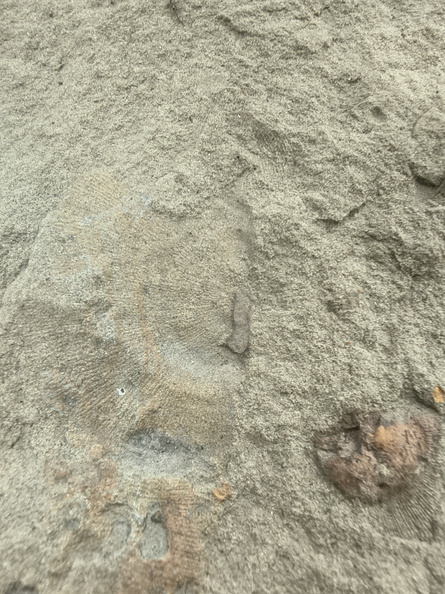 Brachiopods