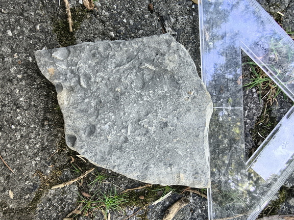 Brachiopods