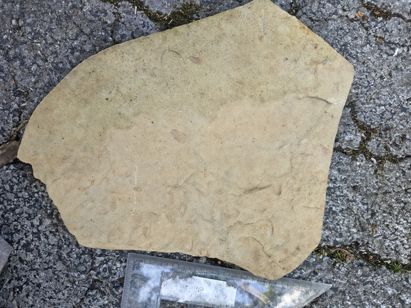 Brachiopods