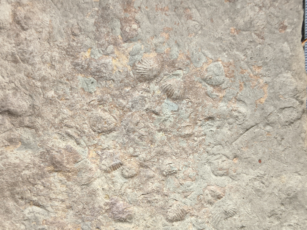 Brachiopods